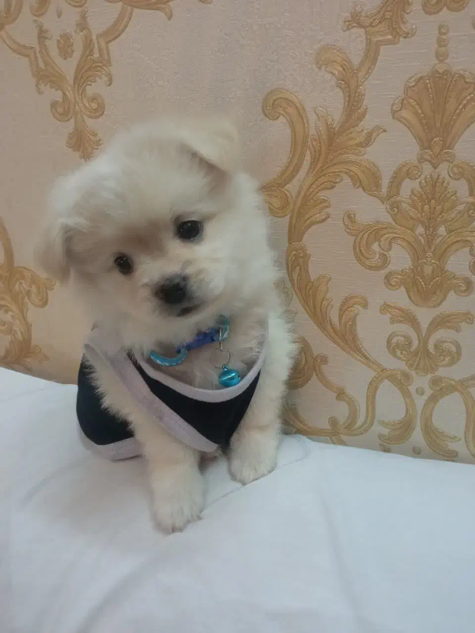 فروش سگ|سگ|خمینیشهر, |دیوار