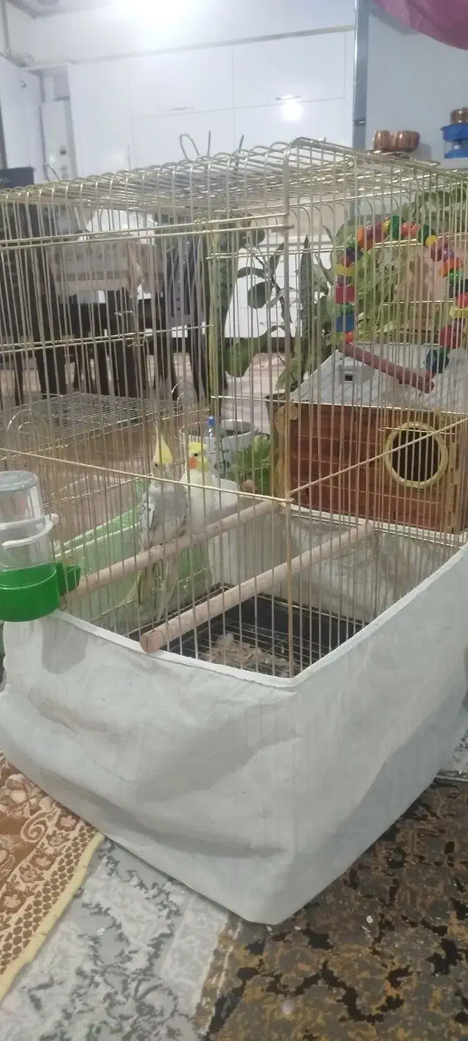 جفت به شرط تخم و جوجه|پرنده|داورزن, |دیوار