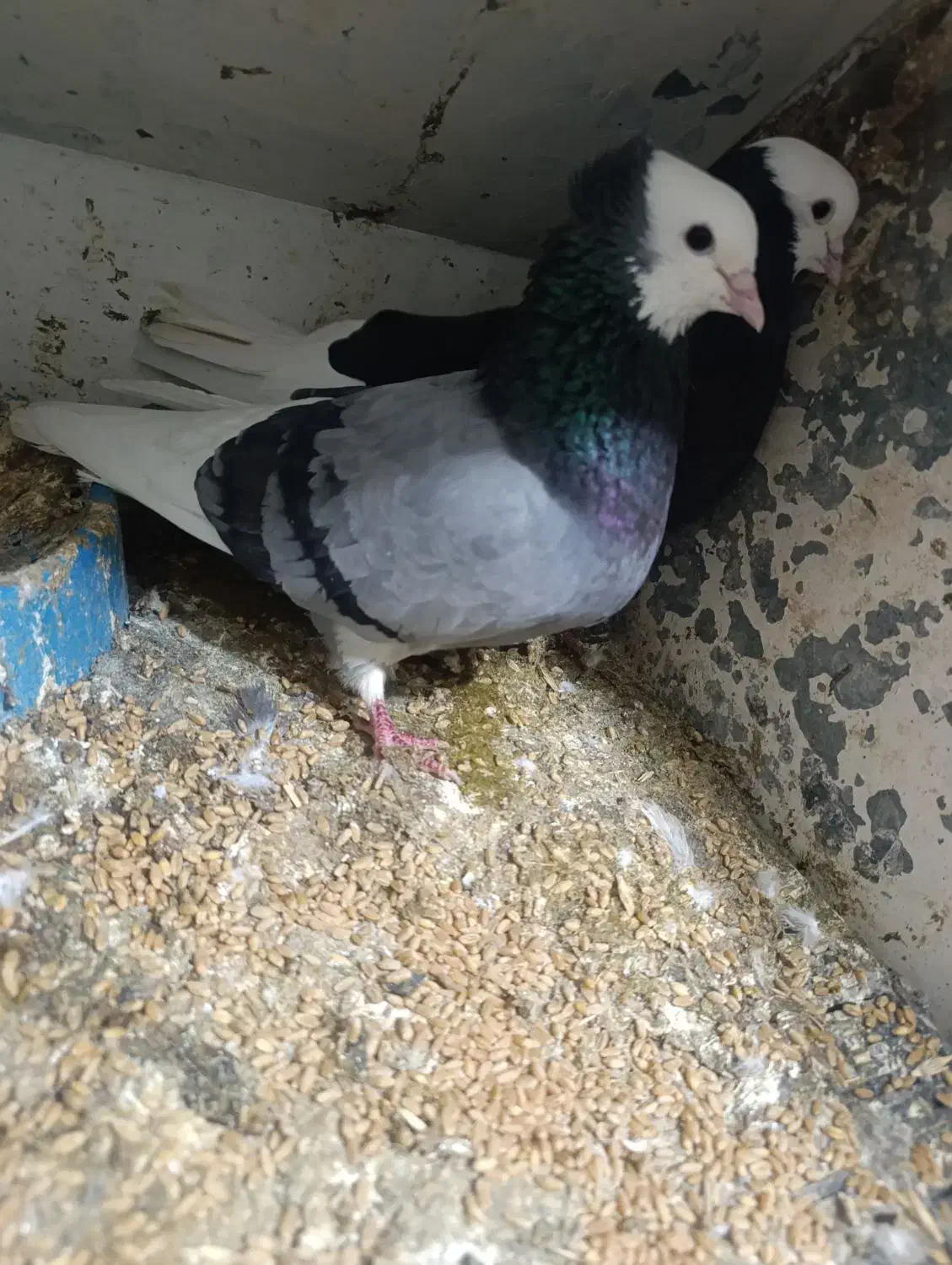 جفت پلنگ اسطوره نایاب|پرنده|بم, |دیوار