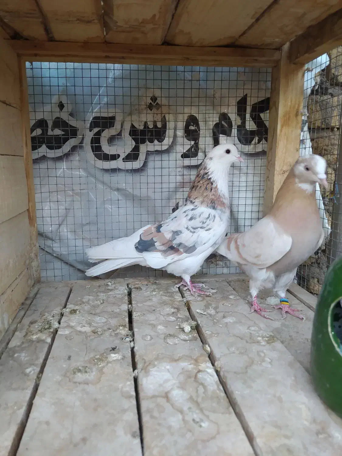 کبوتر پرشی شازده|پرنده|جرقویه, |دیوار