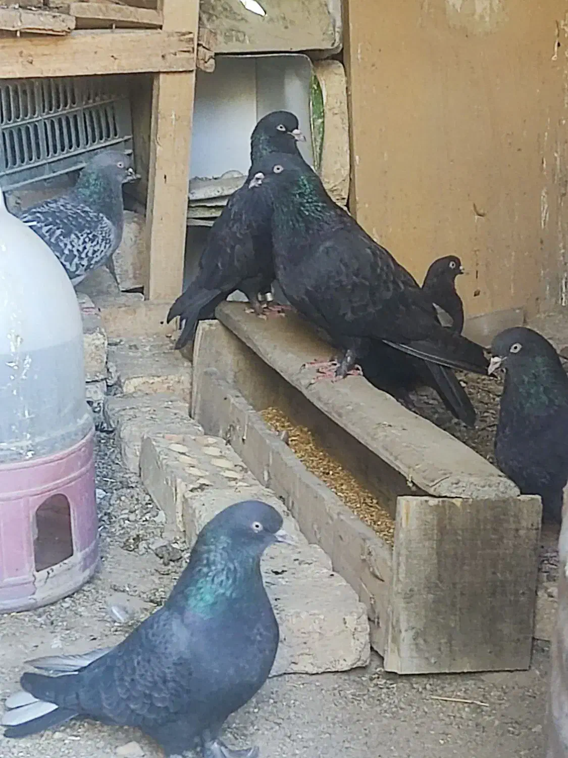 کبوتر سیاه پر درجه یک|پرنده|لاران, |دیوار