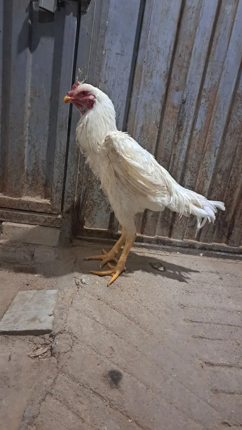 خروس لاری|حیوانات مزرعه|میبد, |دیوار