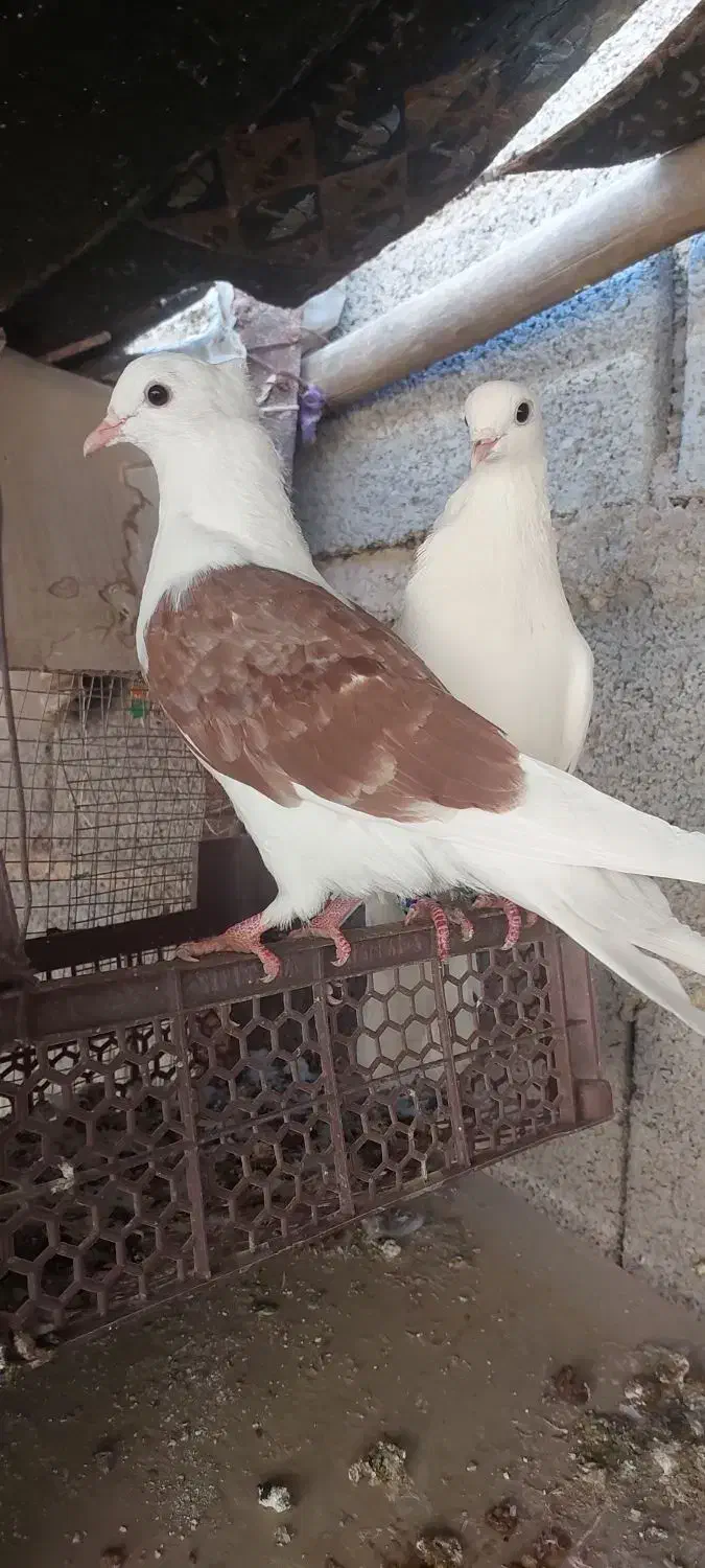 30عددکبوتر برای فروش|پرنده|کرخه, |دیوار