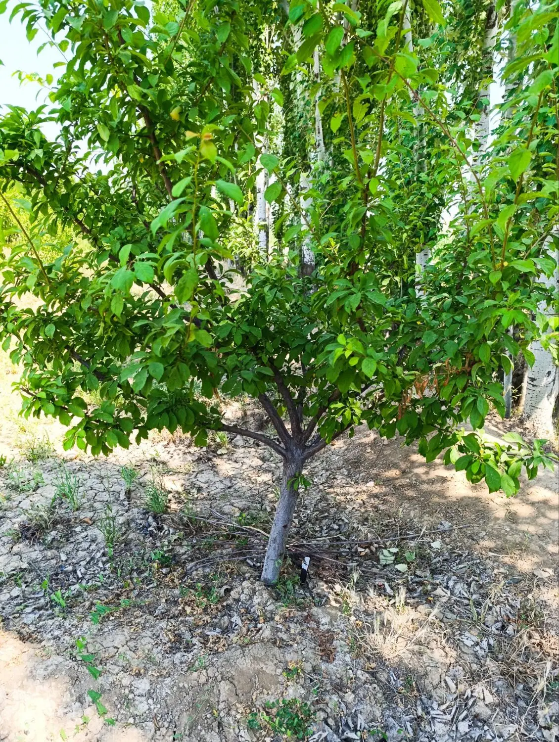 نهال درختهای شاخه دار تنومند پیش فروش برای پاییز|خدمات باغبانی و درختکاری|شیراز, ویلاشهر|دیوار