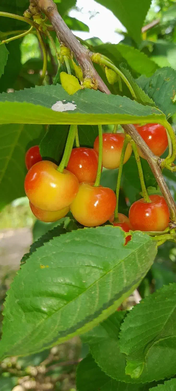 نهال درخت ۳ ساله گلدانی آماده کاشت|خدمات باغبانی و درختکاری|اصفهان, شهرک کاوه|دیوار