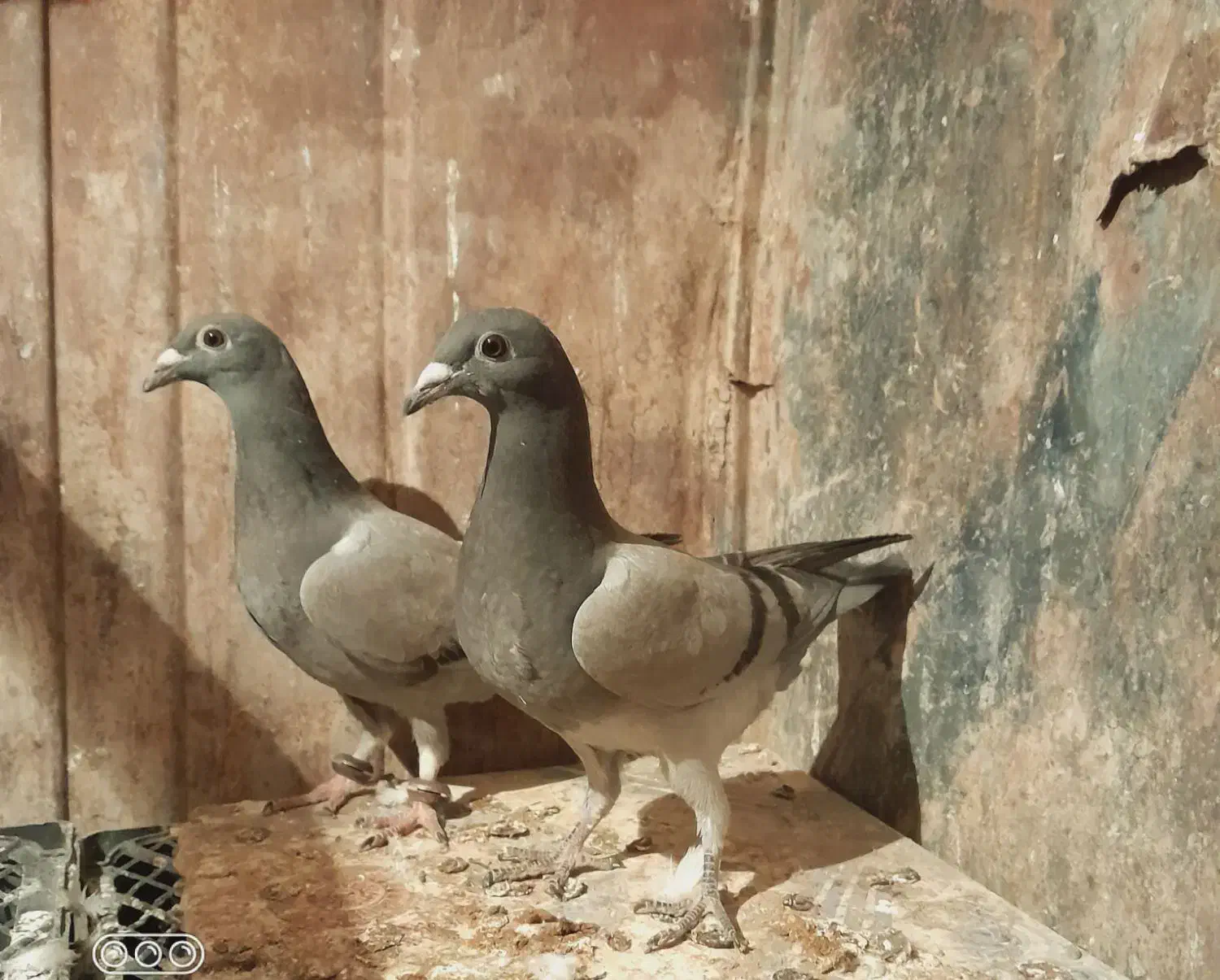 کبوتر نرو ماده گنجه معاوضه فقط با طوقی|پرنده|زابل, |دیوار