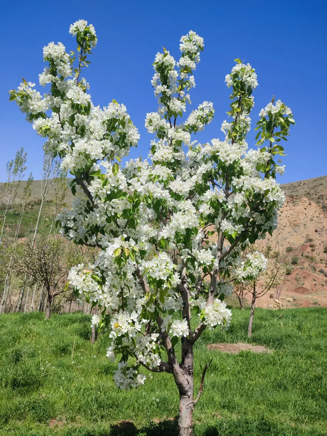 هرس انواع درختان به صورت کاملا اصولی وبه روز|خدمات باغبانی و درختکاری|خلخال, |دیوار