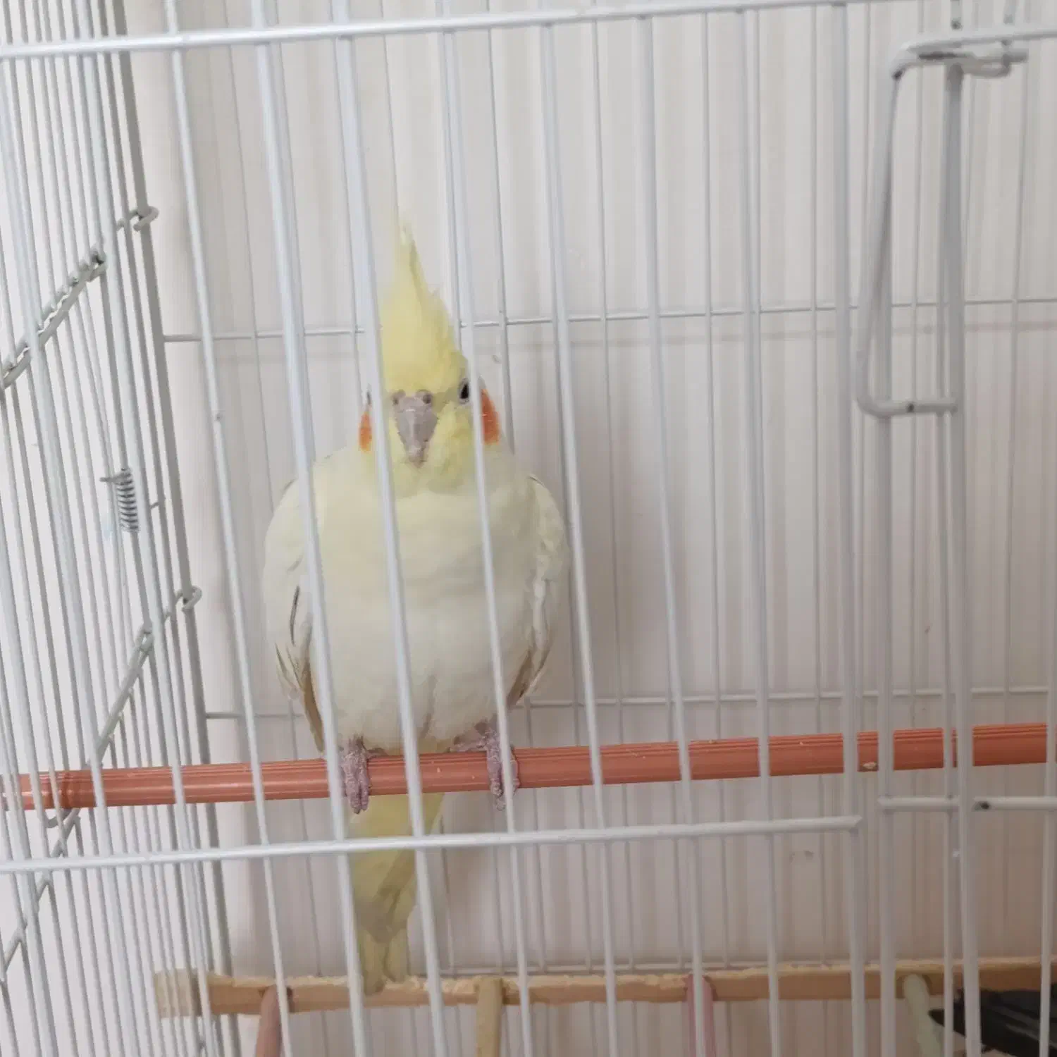 یک جفت عروس هلندی|پرنده|فولادشهر, C3|دیوار