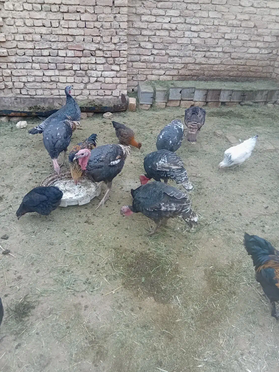 فروش مرغ تخم گذار و بوقلمون|حیوانات مزرعه|شاهینشهر, گرگاب|دیوار