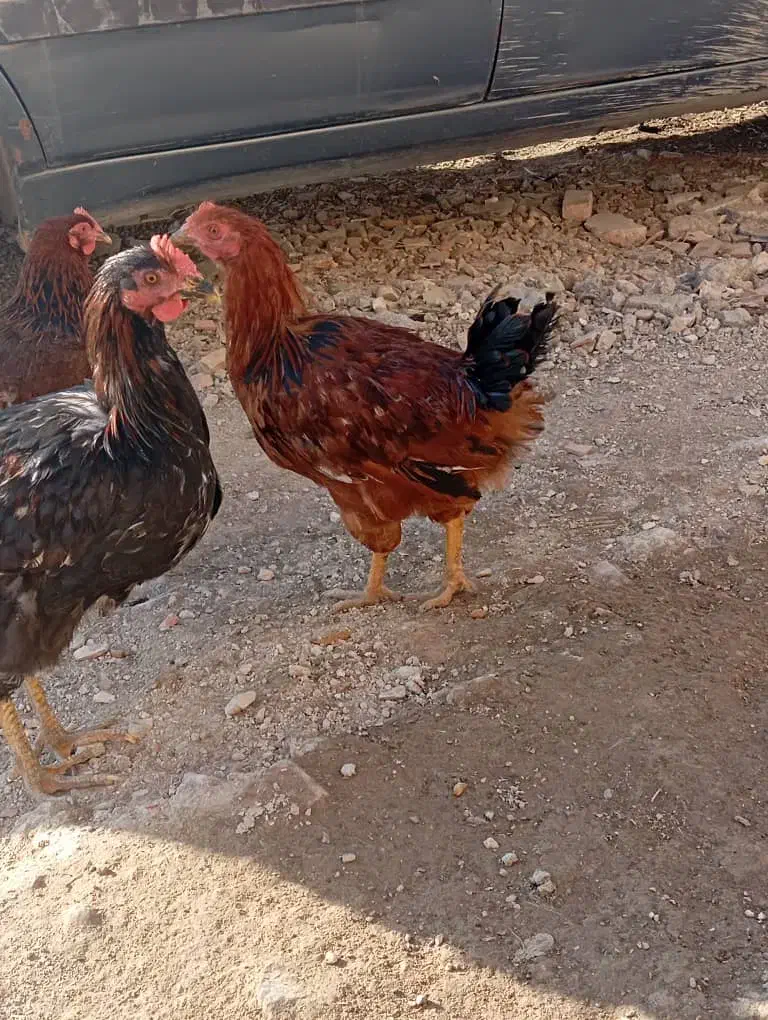 خروس|حیوانات مزرعه|ماکو, |دیوار