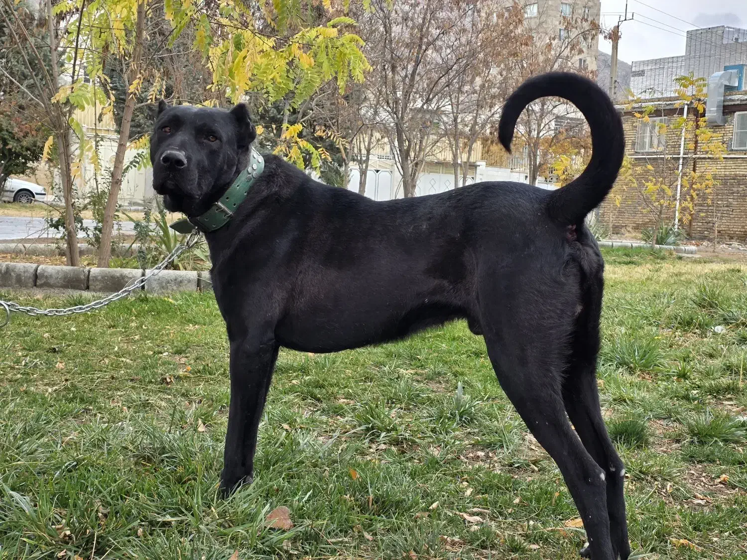 سگ سرابی|سگ|کرمانشاه, |دیوار