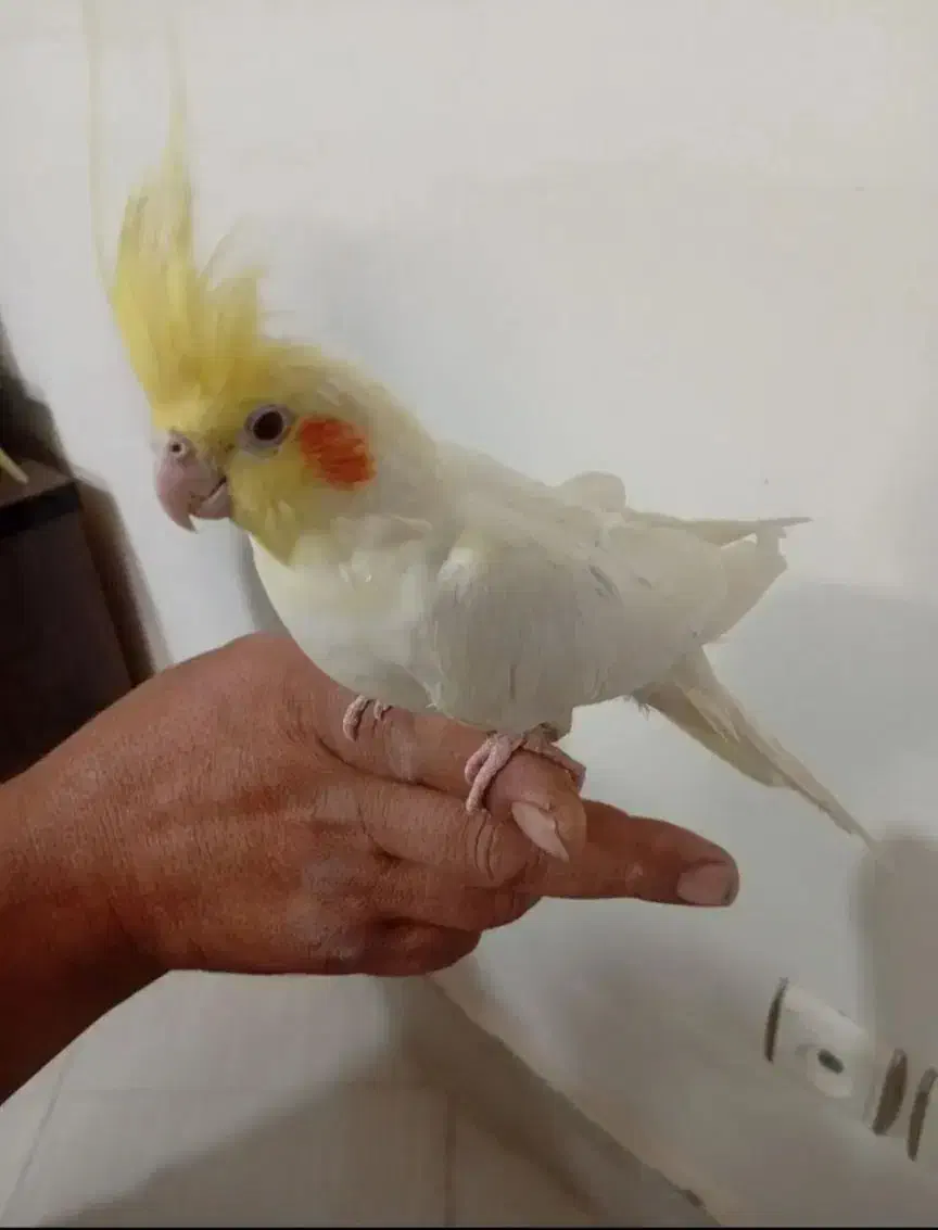 عروس هلندی|پرنده|بیرجند, |دیوار