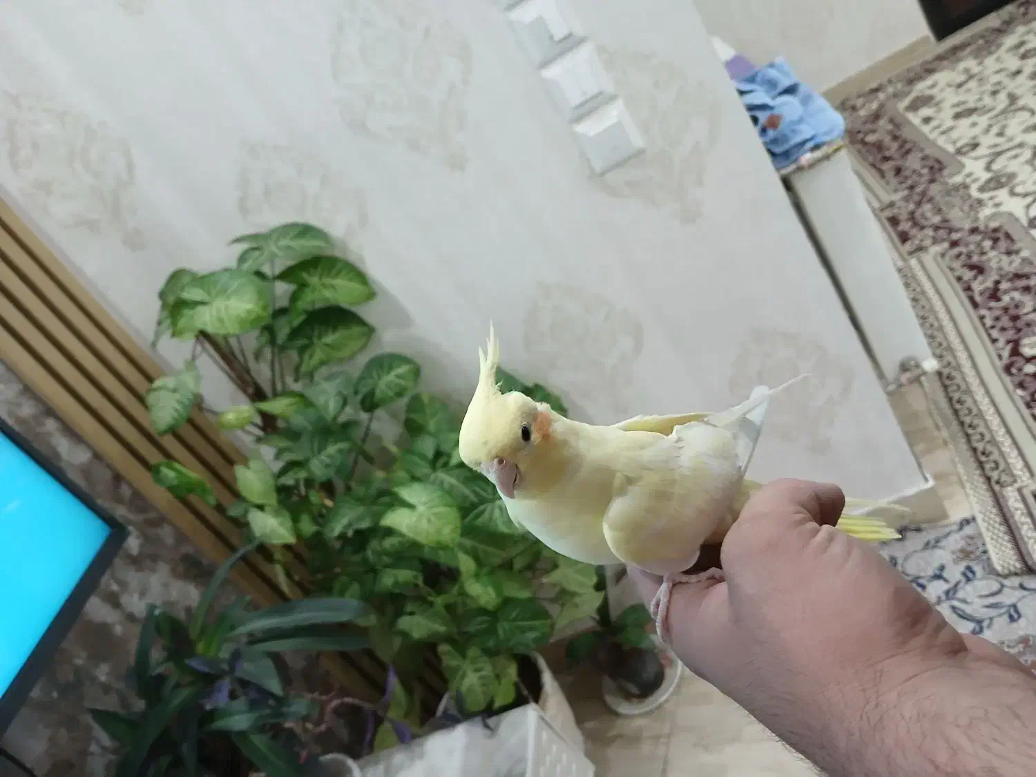 عروس هلندی اهلی|پرنده|تبریز, |دیوار