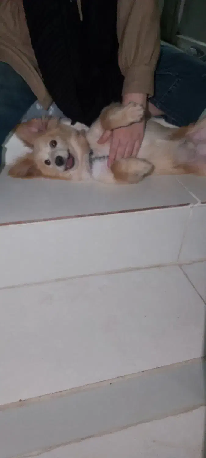 شیتزو روباهی|سگ|کوچصفهان, |دیوار