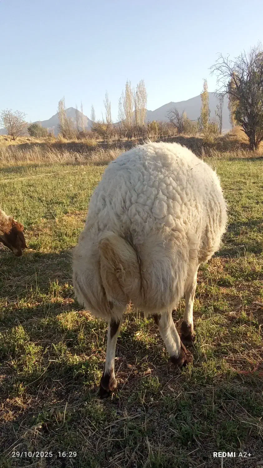 قوچ|حیوانات مزرعه|خمین, |دیوار