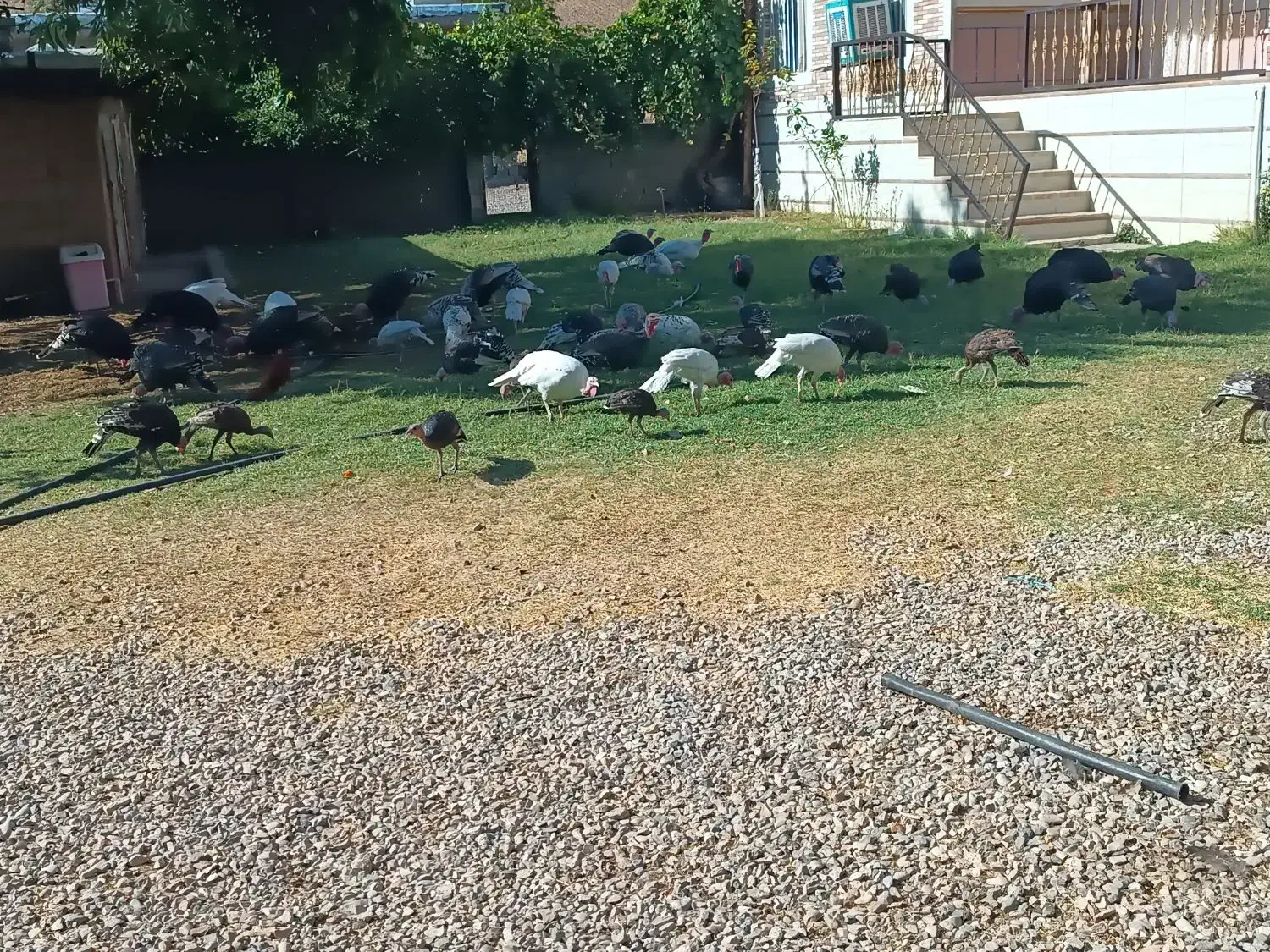 تعداد ۳۵ عدد بوقلمون نر و ماده از بهترین نژاد|حیوانات مزرعه|پاتاوه, |دیوار