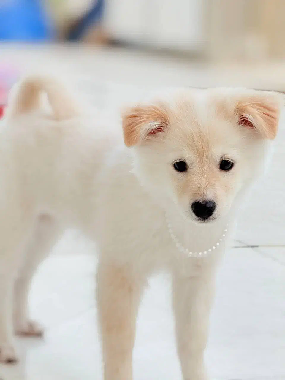 سگ پامر|سگ|بندر دیر, |دیوار