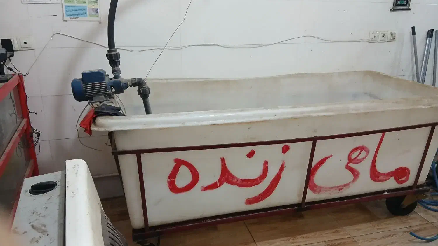 وان ماهی|ماهی|خرم‌آباد, |دیوار