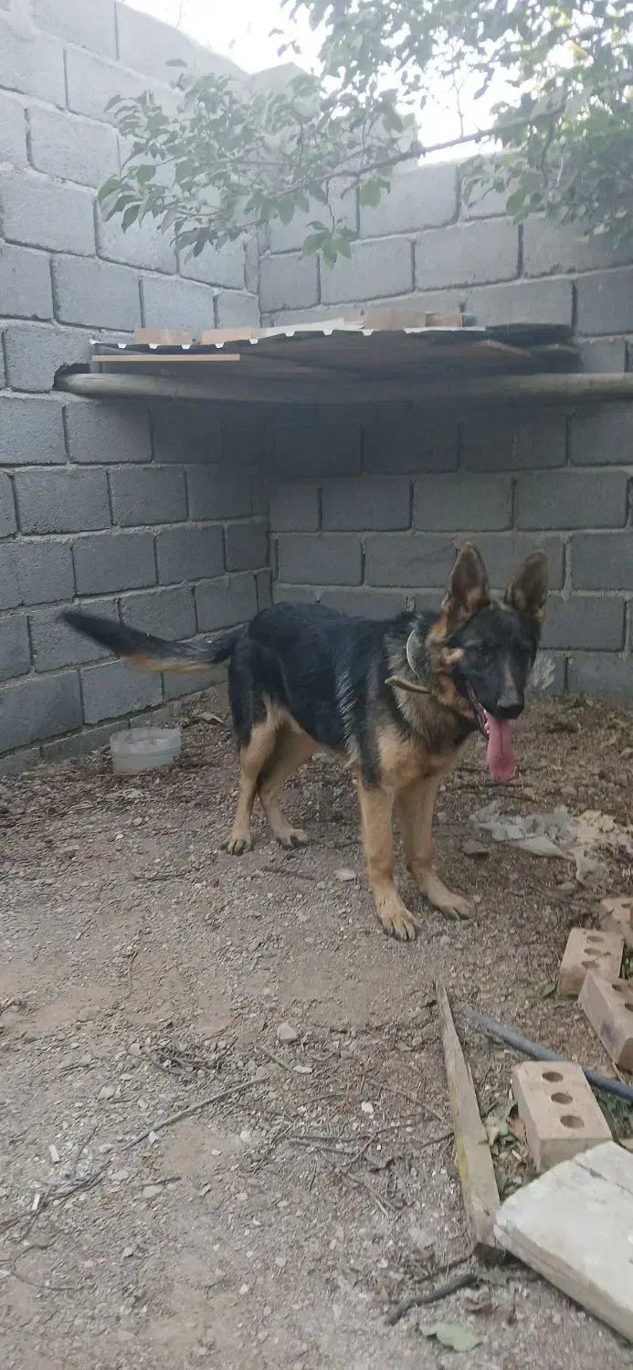 وا گذاری ژرمن شپرت|سگ|شبستر, |دیوار