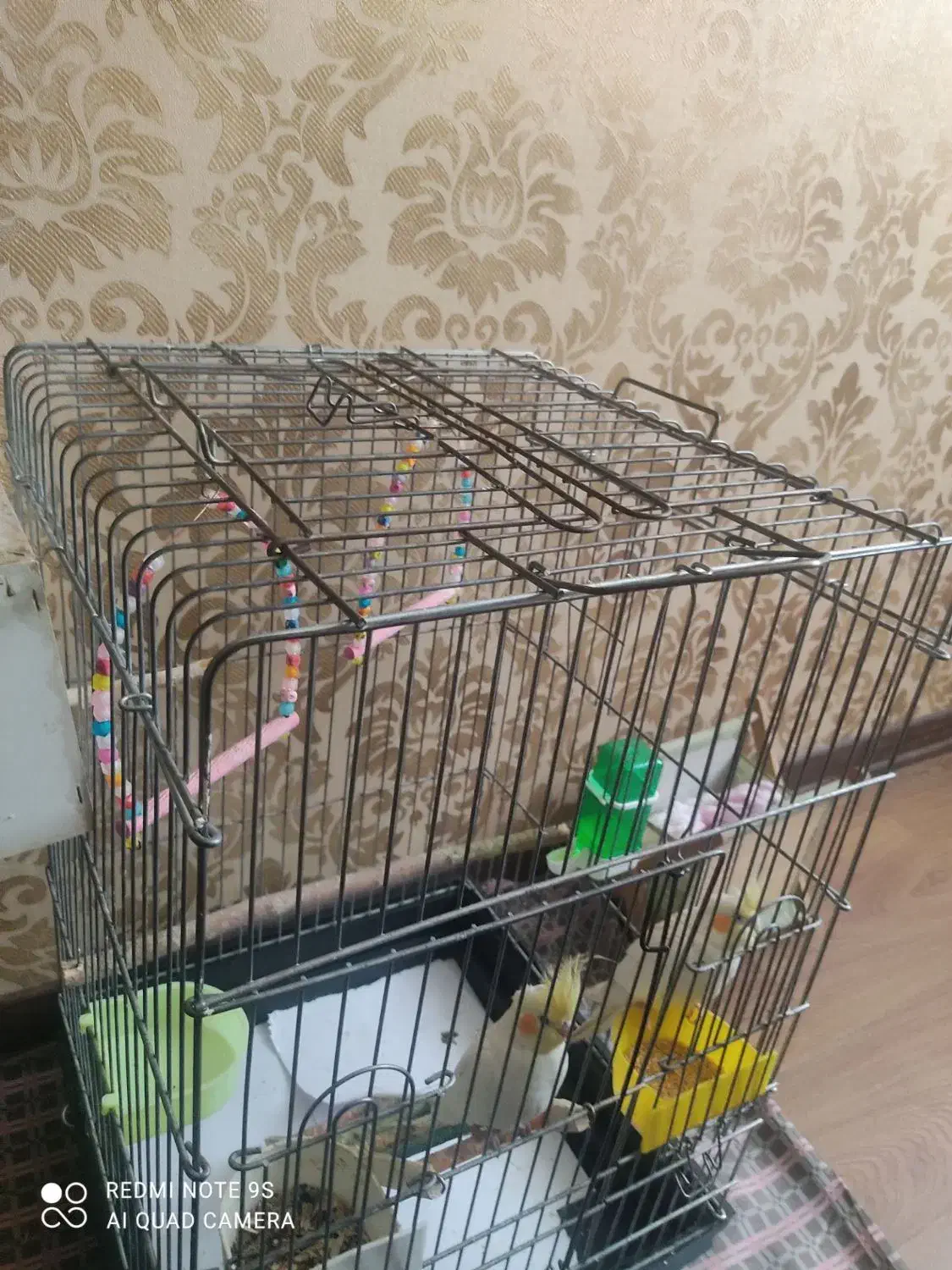 دوعدد عروس هلندی نر و ماده|پرنده|اسلام‌شهر, شهرک لاله|دیوار