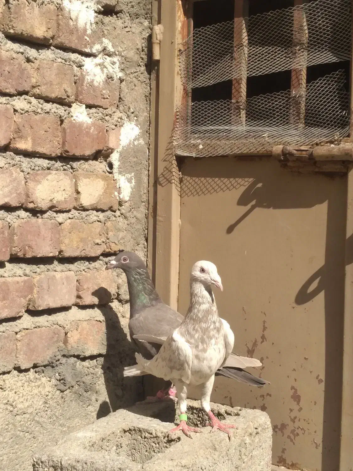 کفتر|پرنده|کنگاور, |دیوار