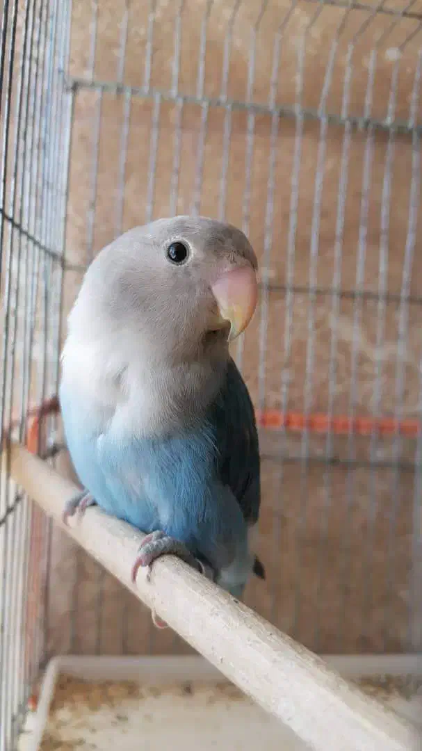 گمشدن طوطی برزیلی آبی|پرنده|شیراز, شهرک رضوان|دیوار