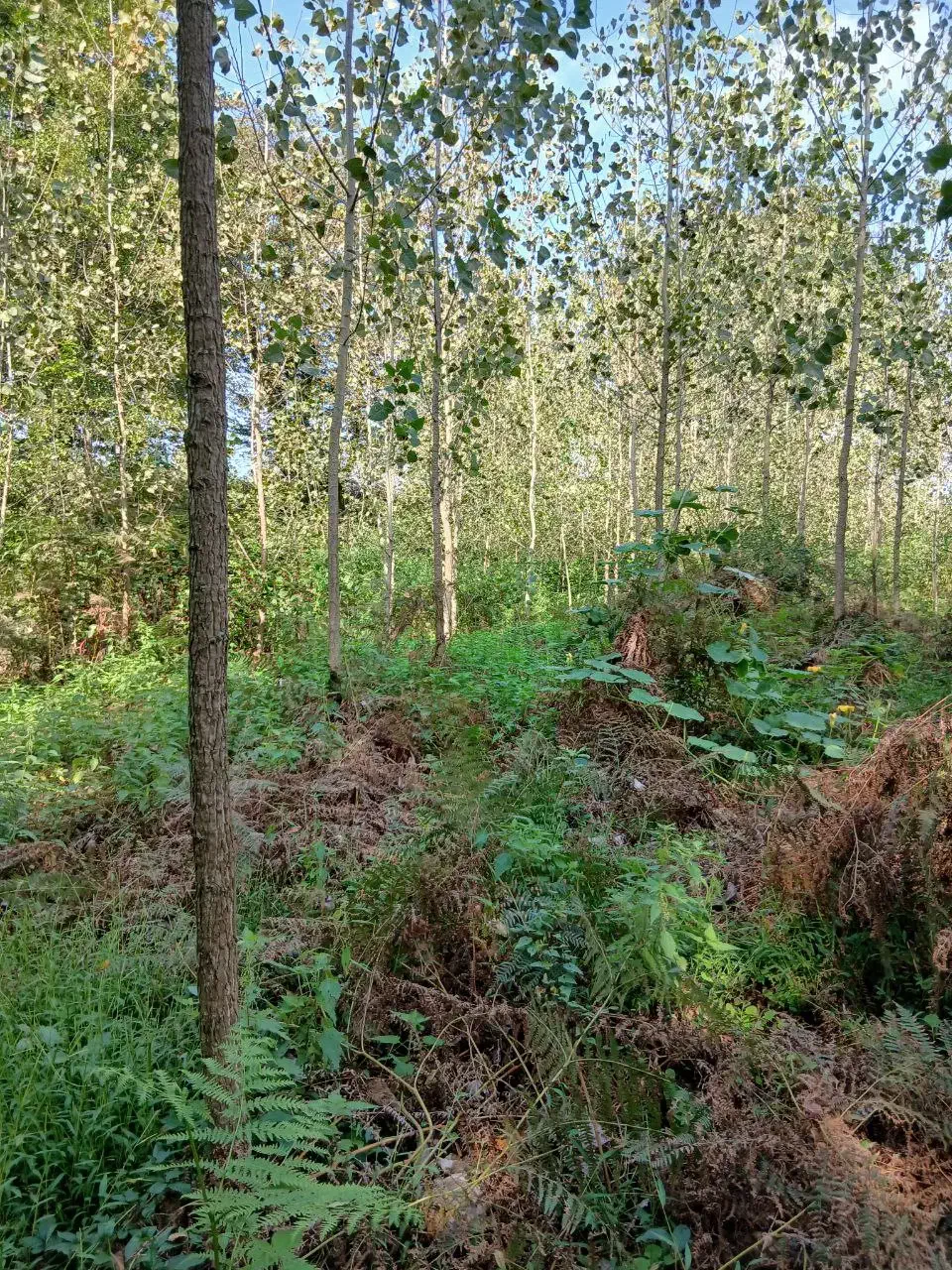 ۴۹۰۰هزار متر تخمینی زمین همراه با ۱۰۰۰تادرخت صنوبر|فروش زمین و ملک کلنگی|احمدسرگوراب, |دیوار