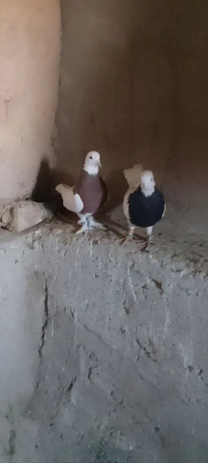 جفت طوقی نر|پرنده|زهک, |دیوار