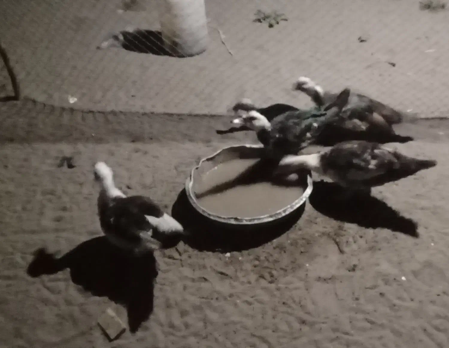 اردک ایسرایلی  اردک دورگه|حیوانات مزرعه|چاف و چمخاله, |دیوار