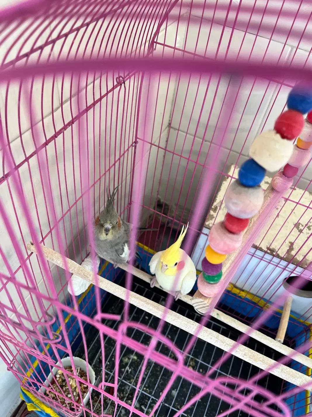 عروس هلندی|پرنده|بافت, |دیوار