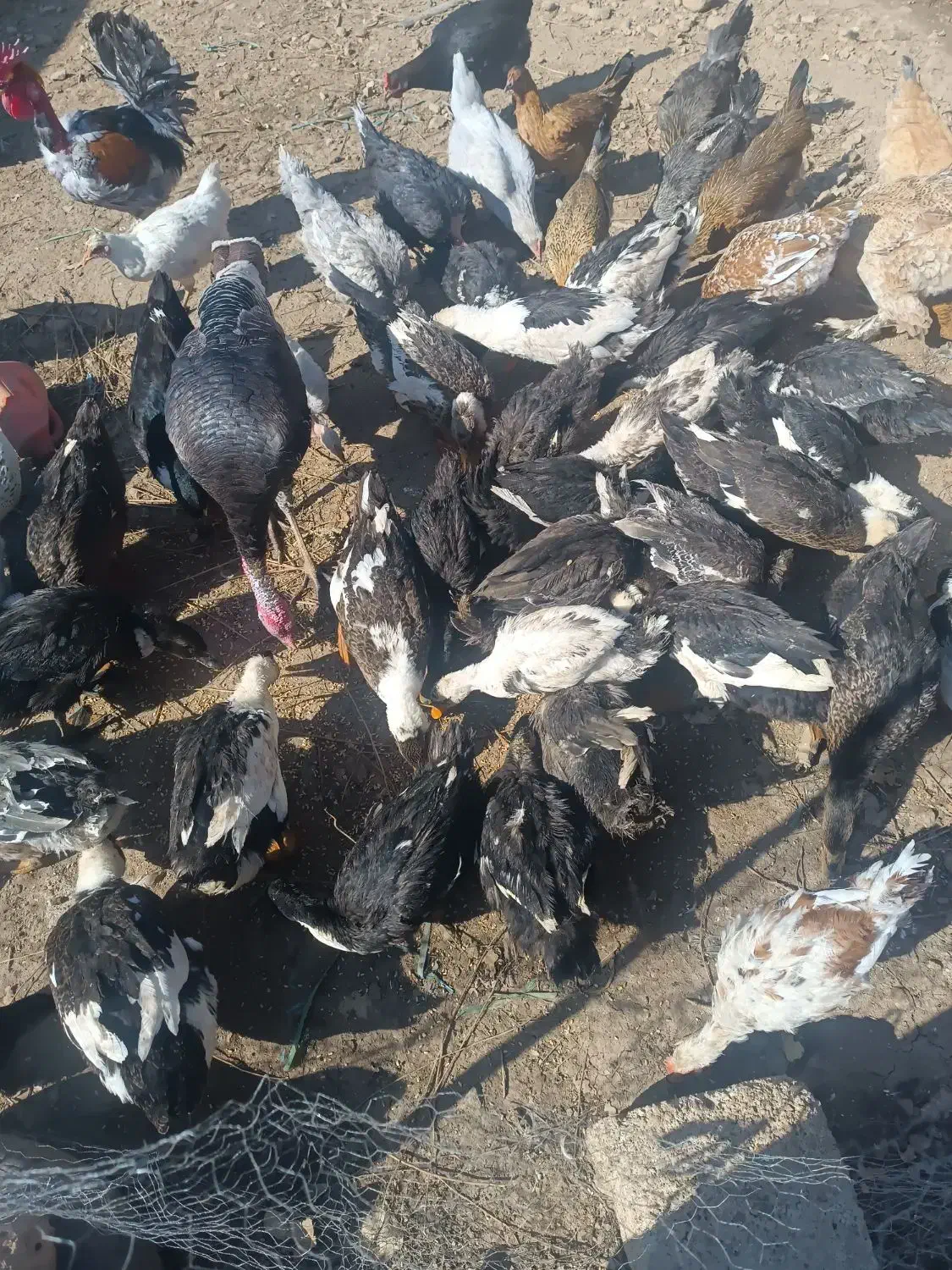 فروش اردک ۶ماهه|حیوانات مزرعه|یاسوج, |دیوار