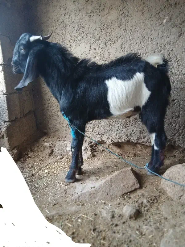 پازن|حیوانات مزرعه|کاکی, |دیوار