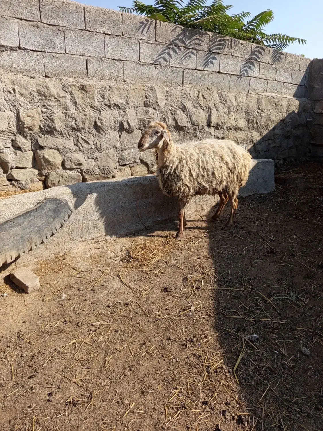 پنج تا گوسفند|حیوانات مزرعه|دره رود, |دیوار