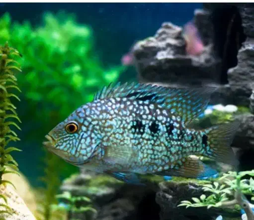 ماهی اکواریومی|ماهی|تهران, حشمتیه|دیوار