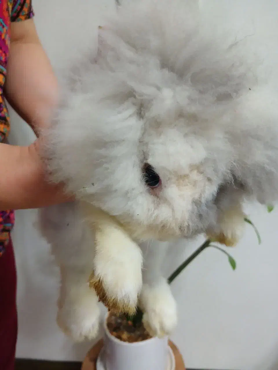 خرگوش لوپ کاراملی|موش و خرگوش|بابل, |دیوار