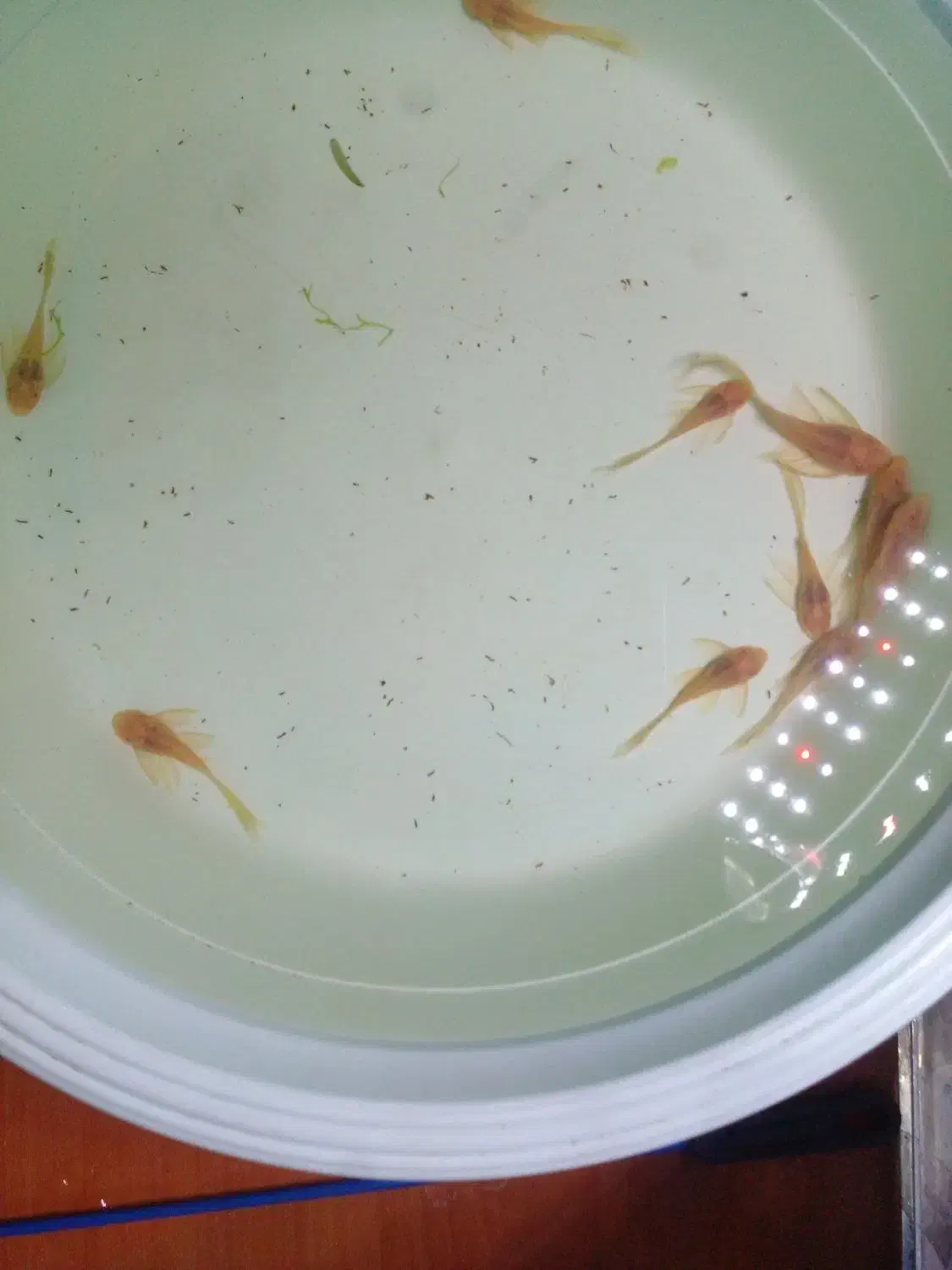 کت فیش آلبینو و مشکی|ماهی|شیراز, کوشک میدان|دیوار