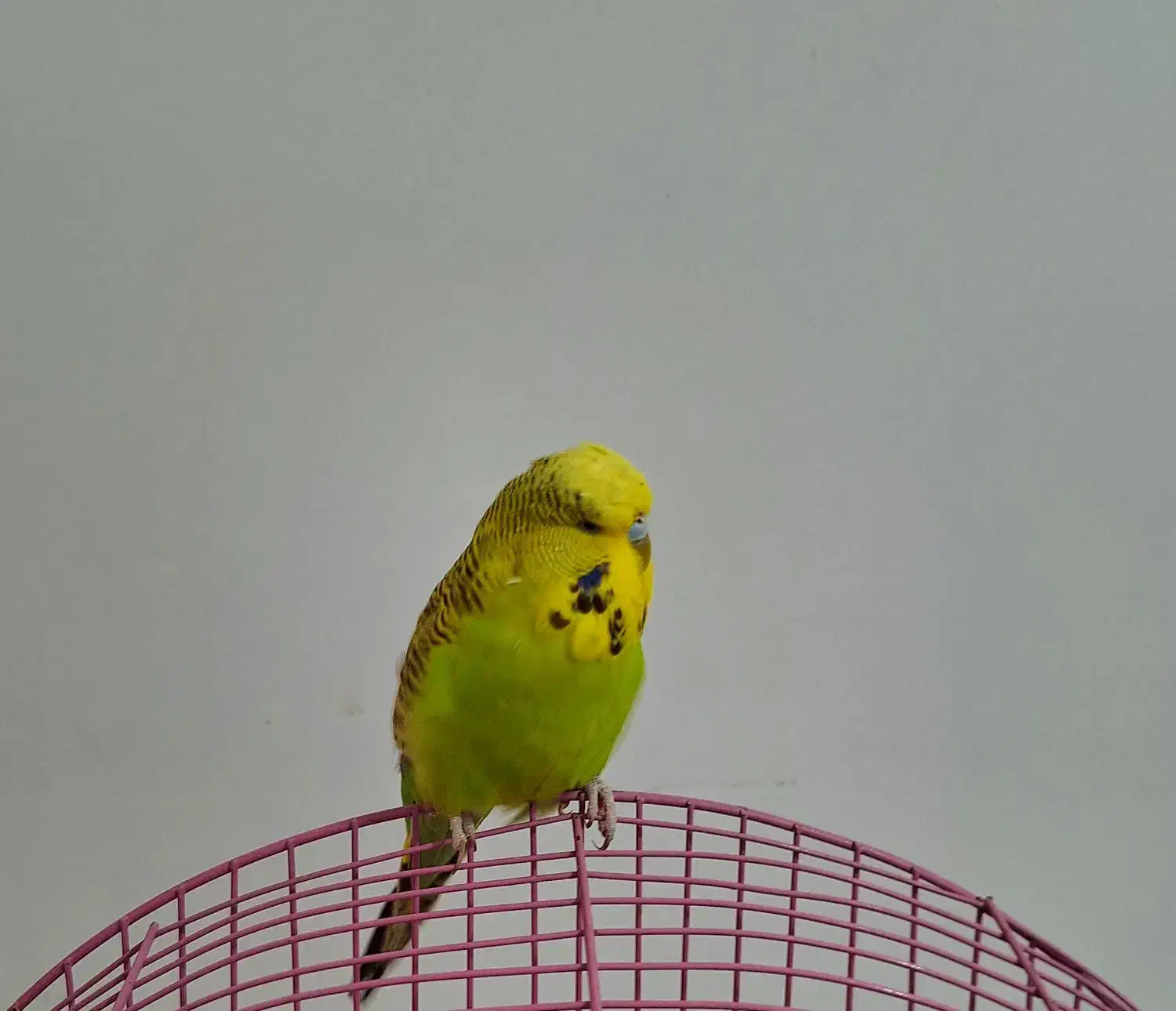 مرغ عشق انگلیسی گرید A|پرنده|اهر, |دیوار