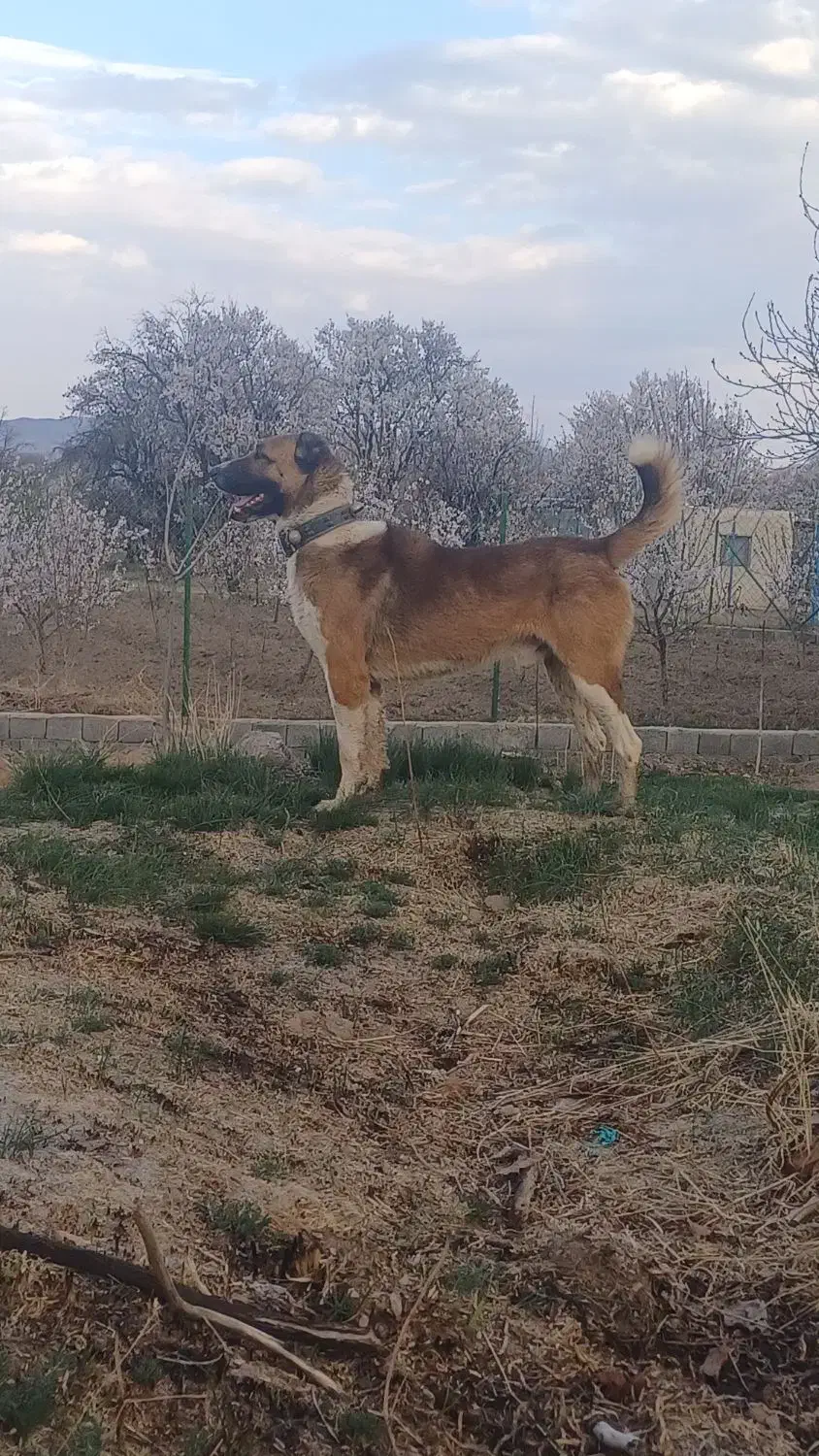 سگ گله|سگ|گلپایگان, |دیوار