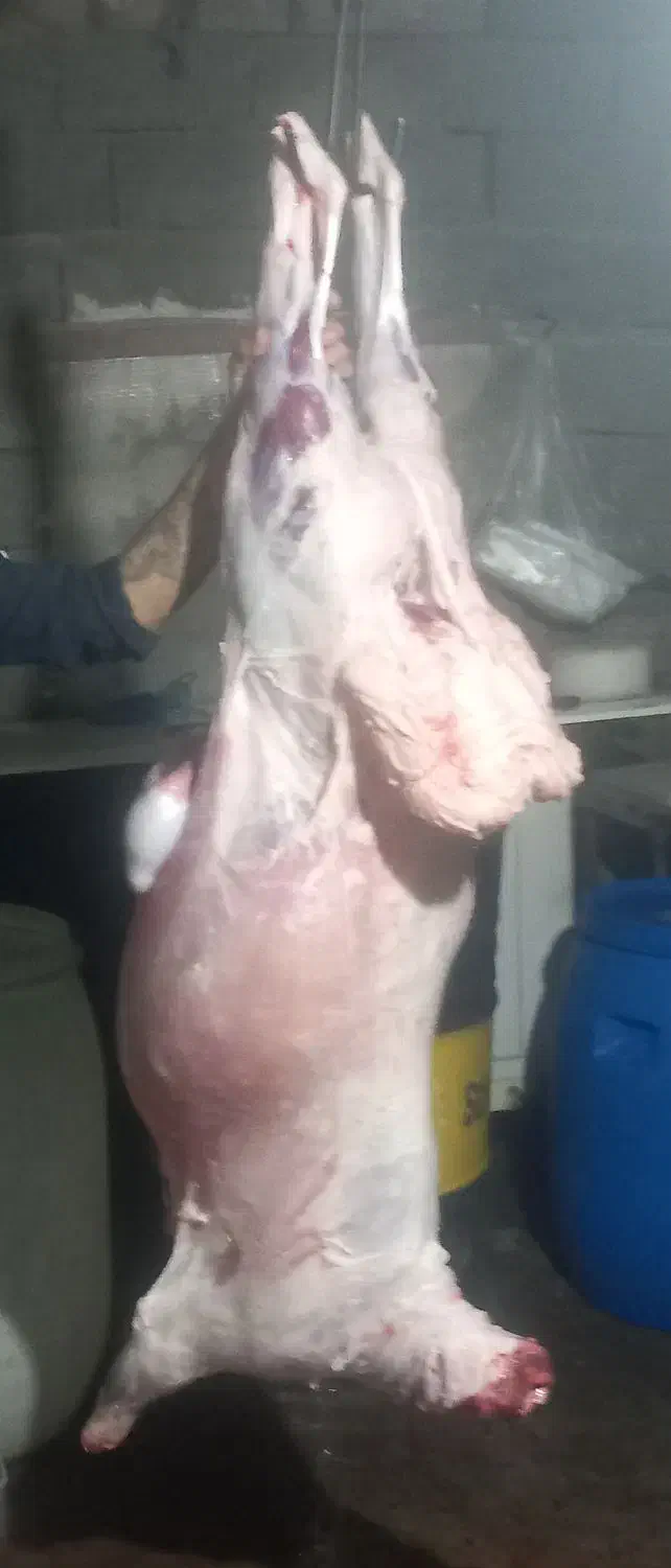 قصاب|خدمات پذیرایی، مراسم|مشکیندشت, |دیوار