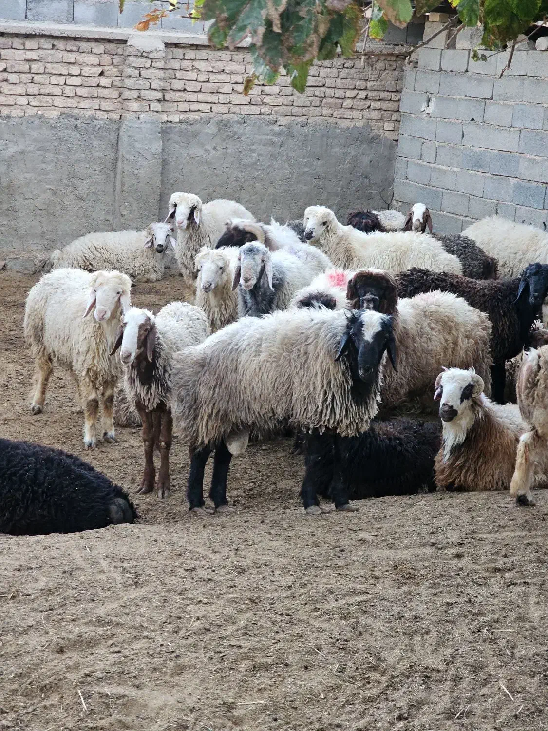 بره نر|حیوانات مزرعه|مرودشت, شهرک مهدیه|دیوار