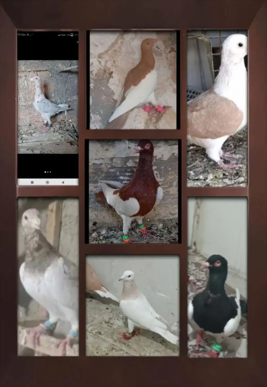 سرور شهرستانی هفت رنگ|پرنده|تهران, دستغیب|دیوار