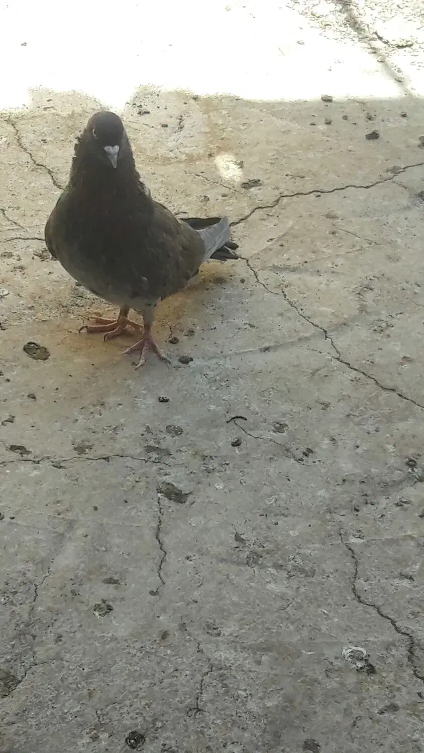 کفترپرشی حسابی|پرنده|یزدان شهر, |دیوار