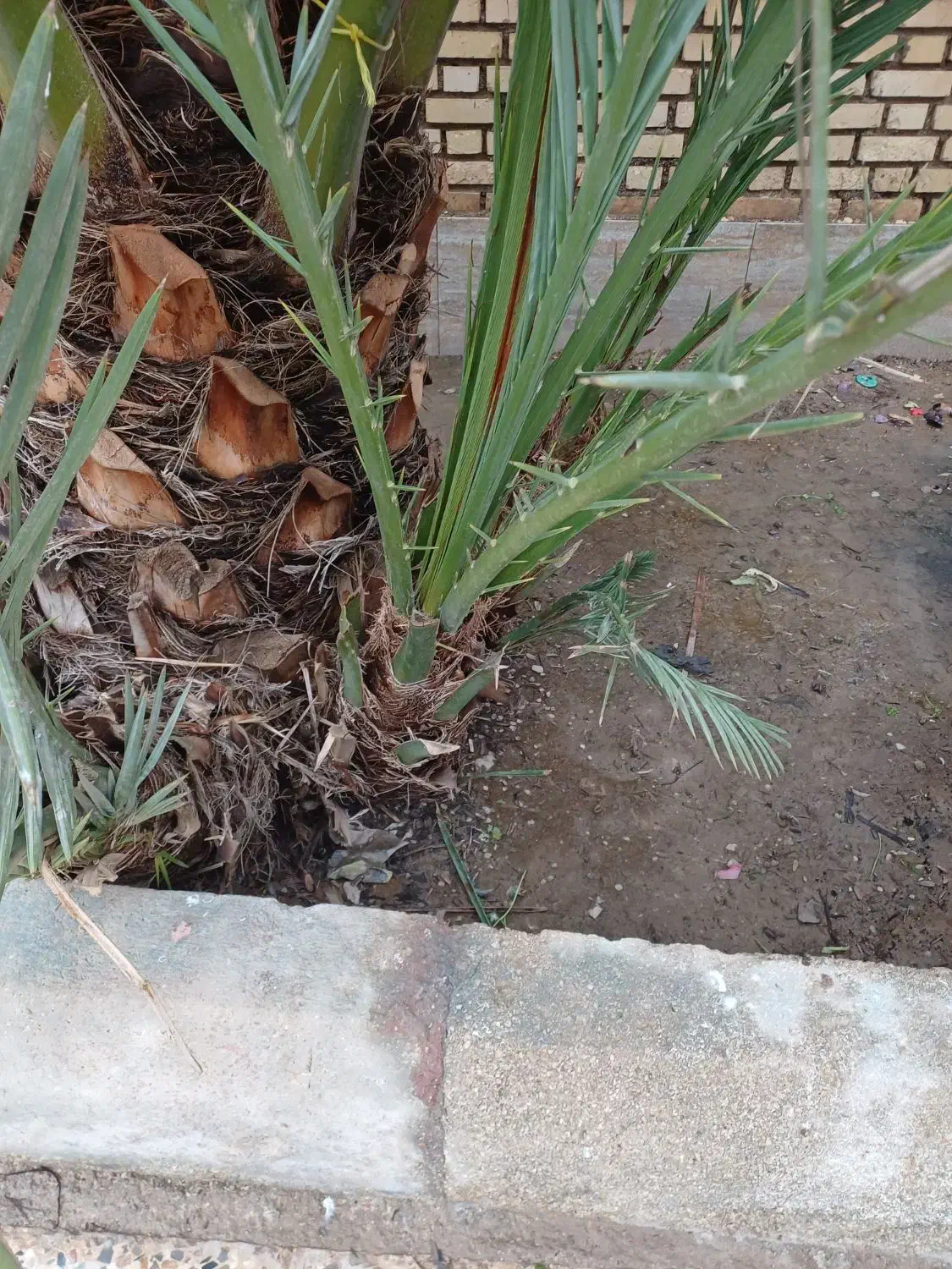 نخل برحی|گل و گیاه طبیعی|آبادان, |دیوار