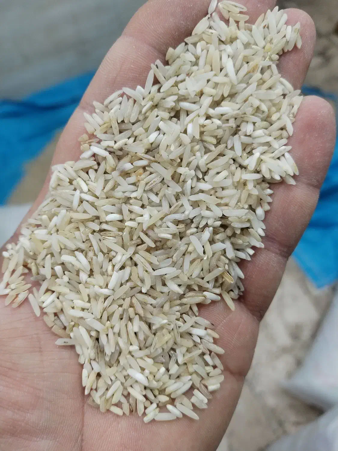 برنج شیرودی دودی|خوردنی و آشامیدنی|رشت, جانبازان|دیوار