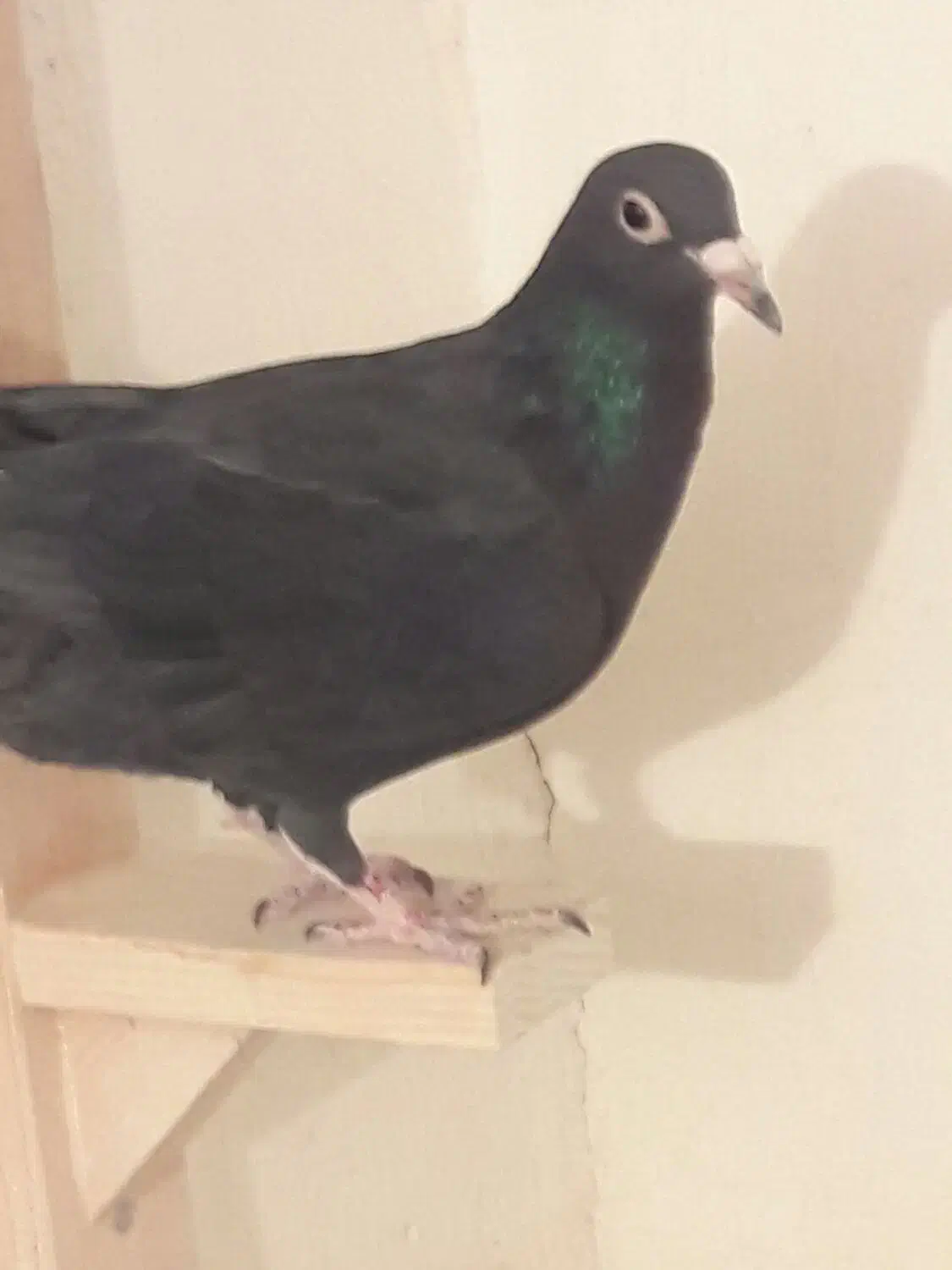 کبوترماده کلاغ|پرنده|رفسنجان, |دیوار