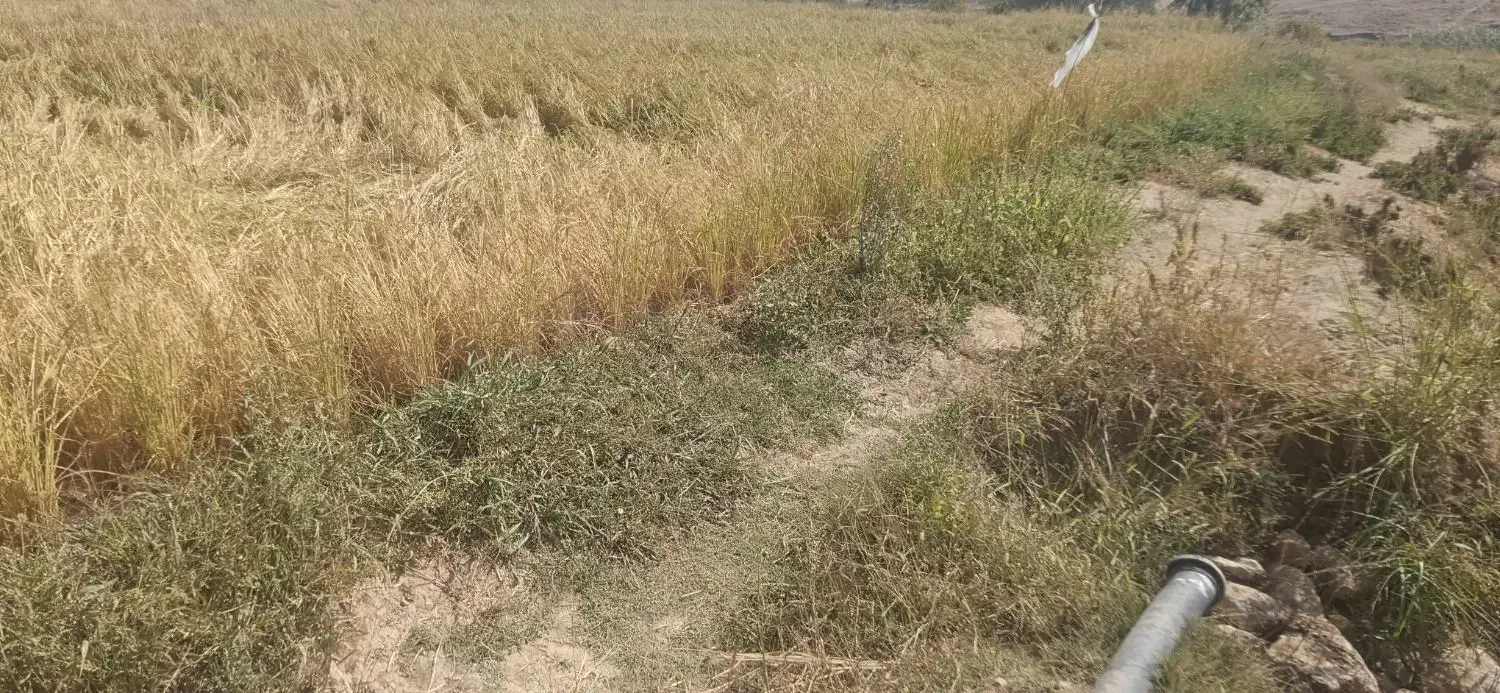 زمین 6000 متری کشاورزی و تجاری در پتروشیمی|فروش زمین و ملک کلنگی|فلارد, |دیوار