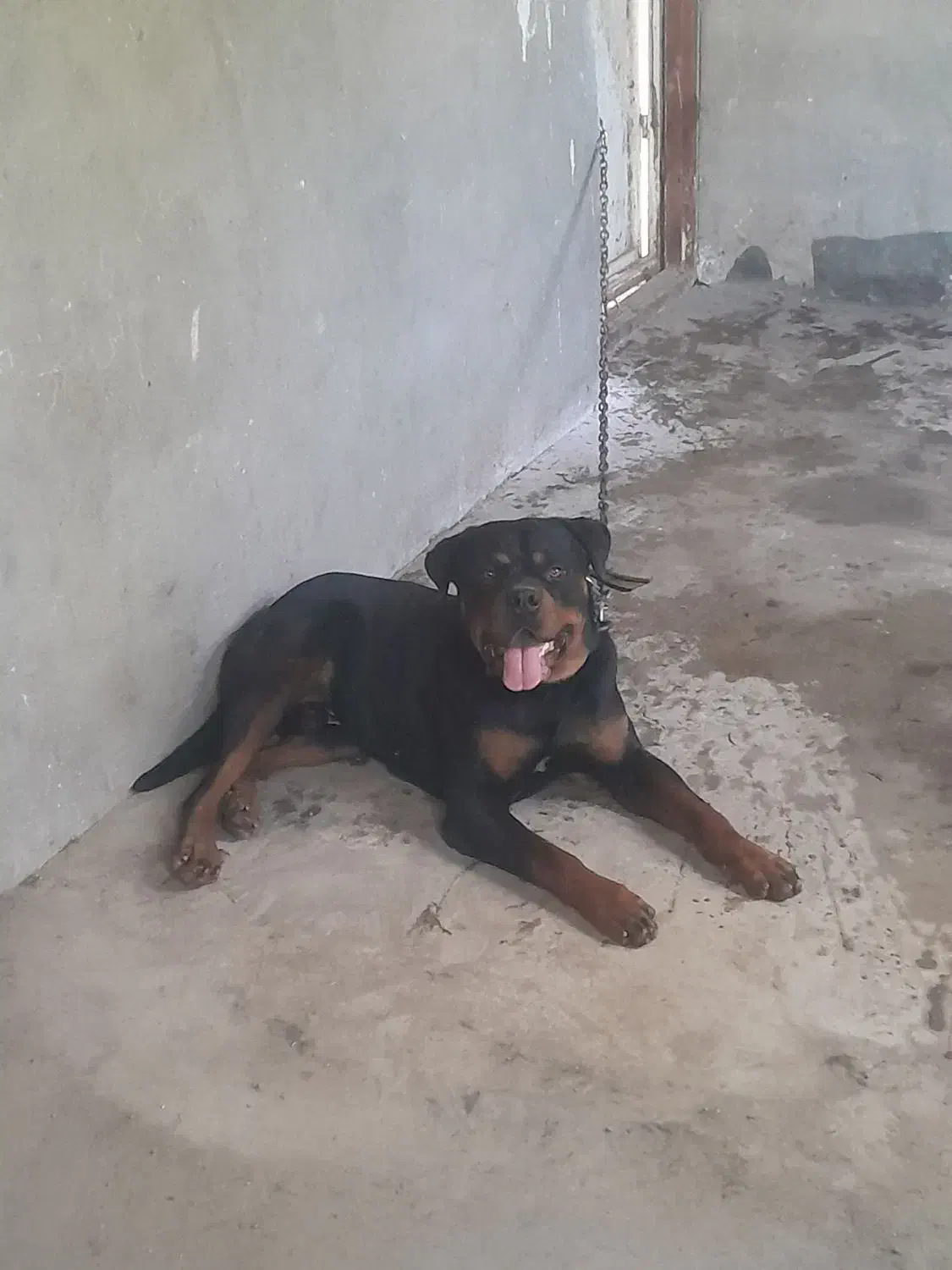 فروش سگ روتوایلر|سگ|آمل, |دیوار