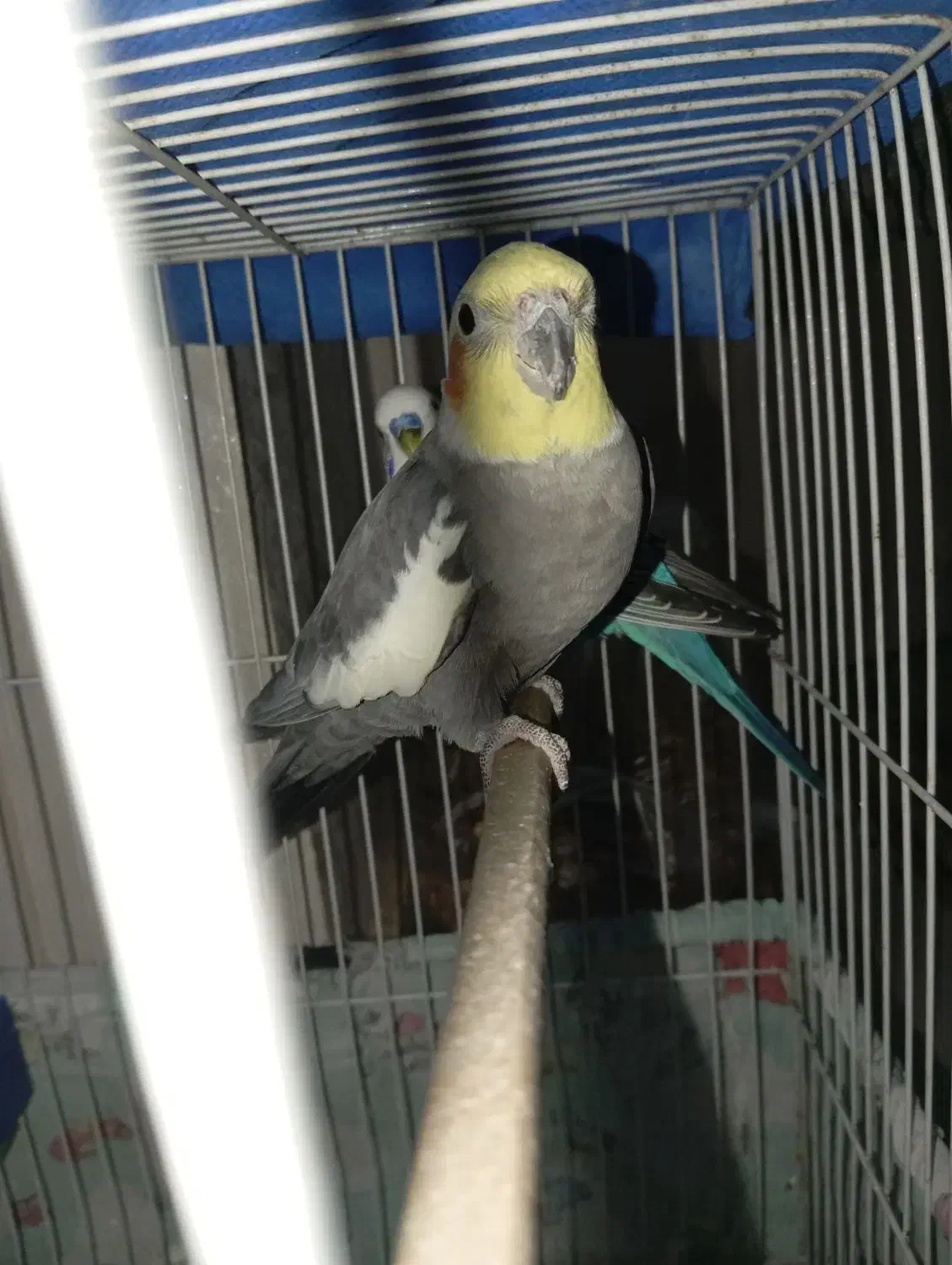 یک عدد عروس هلندی دستی سخنگو|پرنده|تربت‌حیدریه, یحیی آباد|دیوار