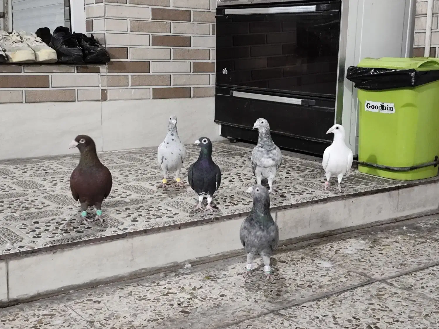 پرنده|پرنده|شوشتر, |دیوار