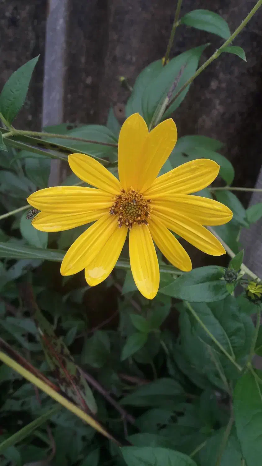 به یه ضامن بازنشسته یا کارمند نیازمندیم|خدمات مالی، حسابداری، بیمه|اقبالیه, |دیوار